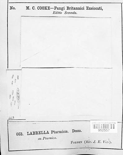 Labrella image